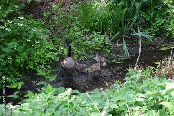 Obraz bird in the forest