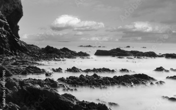 Fototapeta 소나무와 꽃