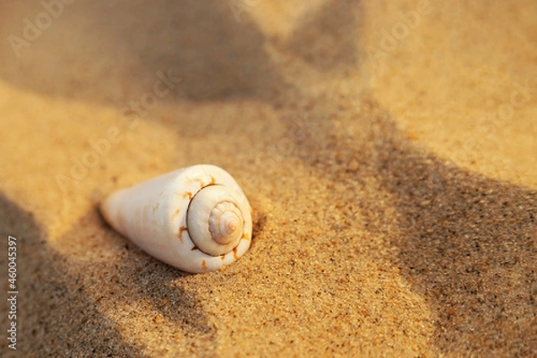 Fototapeta shell on the sand