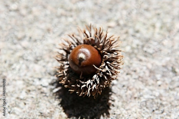 Fototapeta 한국의열매도토리입니다