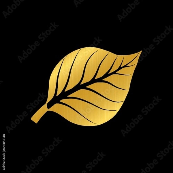 Fototapeta feather and leaf