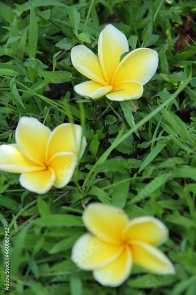 Obraz Yellow Flowers