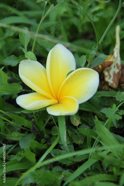 Fototapeta Yellow Flowers