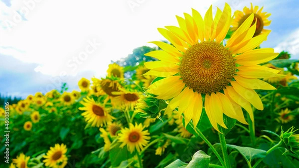 Fototapeta ひまわり畑