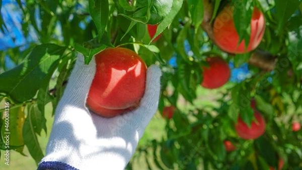 Fototapeta 桃狩り