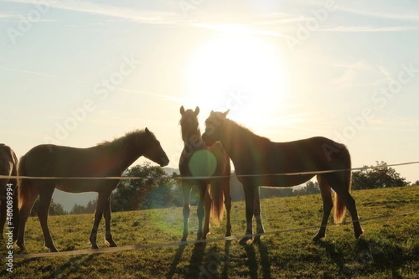 Obraz Pferde auf der Koppel
