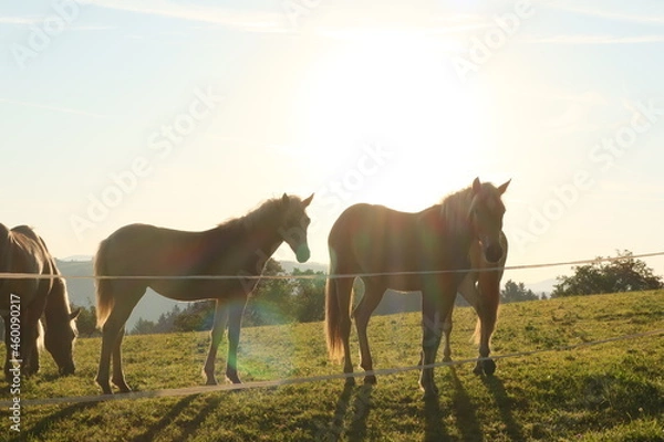 Obraz Pferde in der Sonne