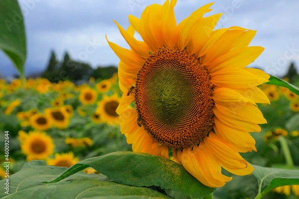 Obraz sunflower on the field