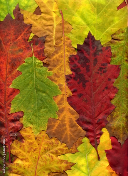 Fototapeta Autumn Leaves Background
