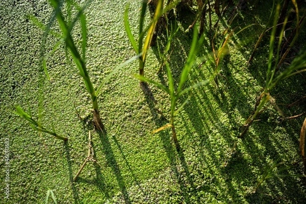 Fototapeta Green Duckweed (Lemna Minor) in a pond 