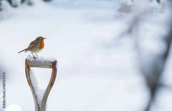 Fototapeta Robin Red Piersz