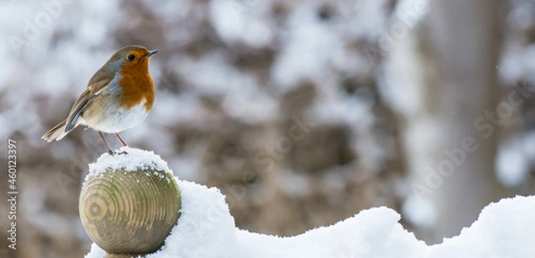 Fototapeta Robin Red breast