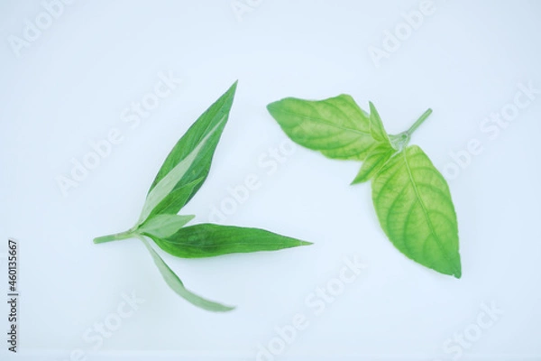 Obraz green leaf on white background