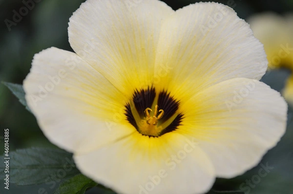 Obraz Flor amarela em detalhes