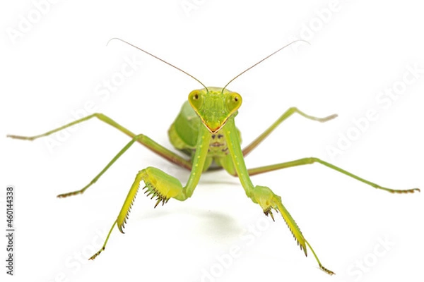 Fototapeta Mantis ordinary or mantis religious, isolated on white background