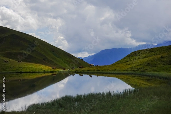 Fototapeta cows on the shore from a mountain lake with reflections while hiking