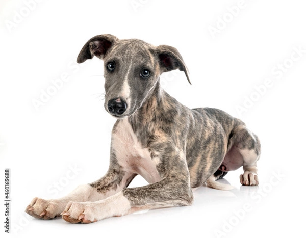 Fototapeta English Whippet in studio