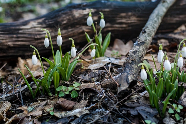 Obraz Early delicate snowdrop flowers in spring forest