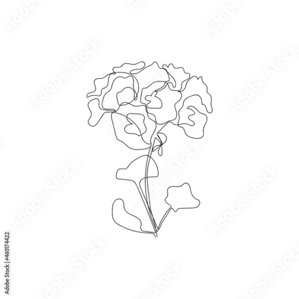 Fototapeta Continuous one line geranium, pelargonium flower. Moden style flower for logo, icon emblem or web banner. Hand drawn minimalism style vector illustration.