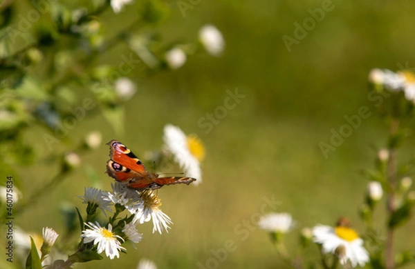 Obraz Rusałka Pawik siedząca na kwiatku na zielonym tle
