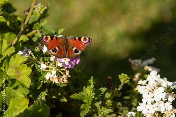 Obraz Rusałka Pawik siedząca na kwiatku na zielonym tle