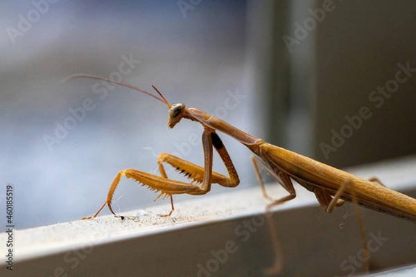 Obraz praying mantis close up