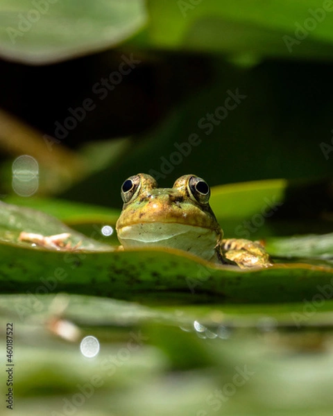 Obraz Rana verde centroeuropea