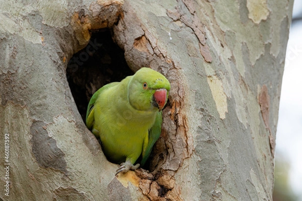 Obraz Cotorra de Kramer