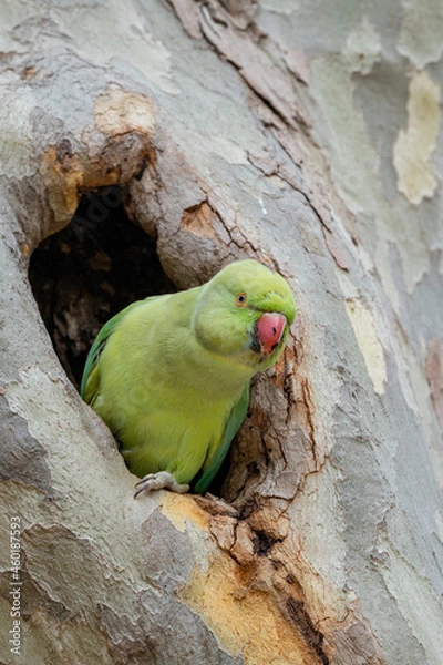 Obraz Cotorra de Kramer