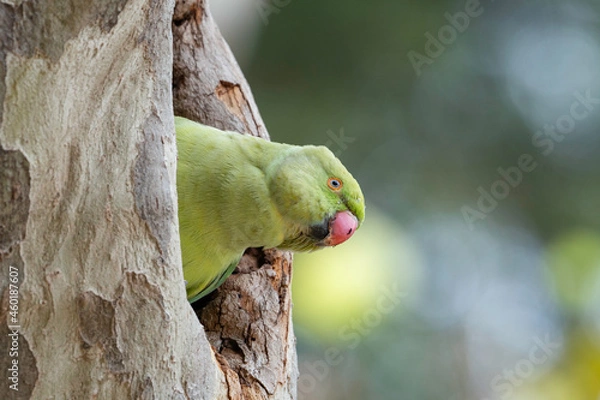 Obraz Cotorra de Kramer