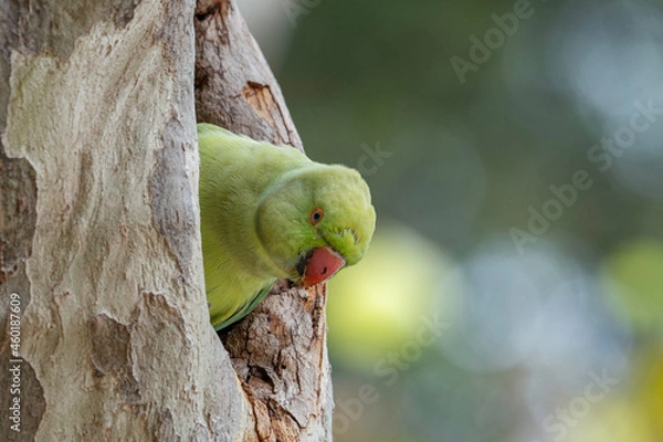 Obraz Cotorra de Kramer