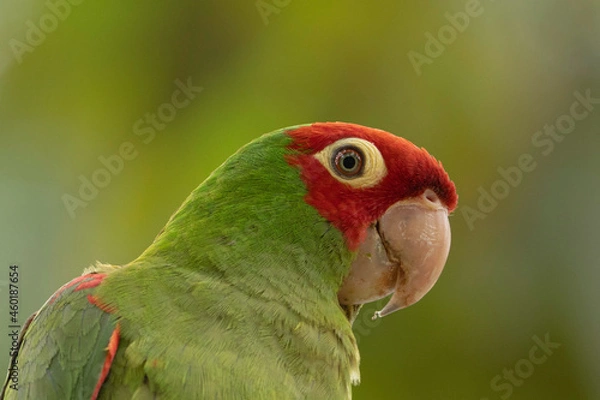 Obraz Loro de Máscara Roja