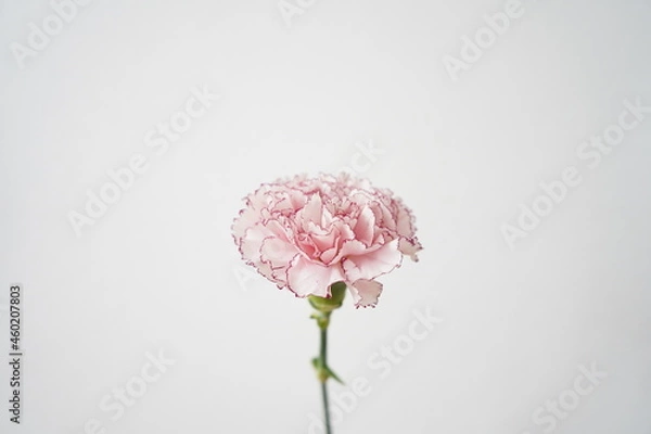 Fototapeta カーネーション