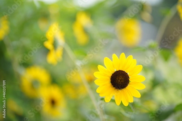 Fototapeta ひまわり