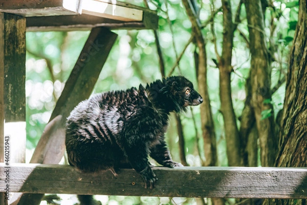 Obraz 木の上で凛々しい表情をしているキツネザル