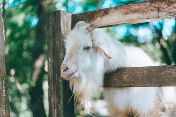 Obraz 動物園のフェンスから顔を出すヤギ