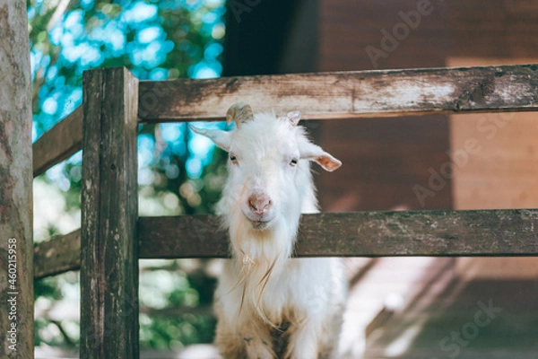 Obraz 動物園のフェンスから顔を出すヤギ