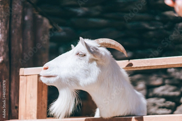 Obraz 動物園のフェンスから顔を出すヤギ