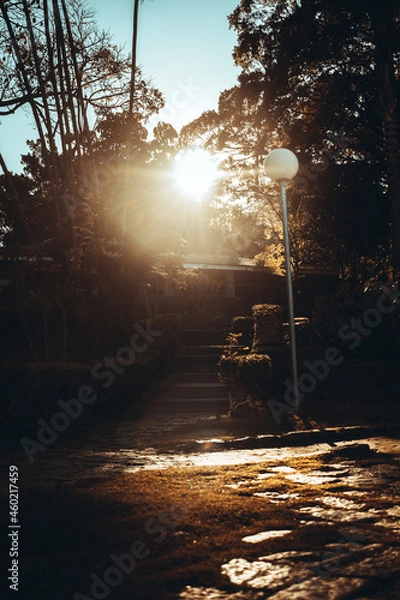 Obraz sunset in the park