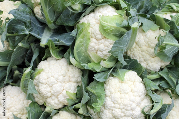 Obraz Kalafior ekologiczny