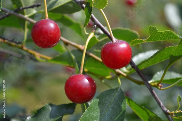 Fototapeta red cherry berries