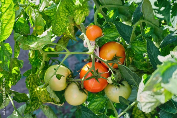 Obraz Green and red tomatoes grow on a branch in the greenhouse, on the plantation in the daytime, natural light. Tomatoes ripen in the garden, close-up, view from below. Natural gardening. High quality