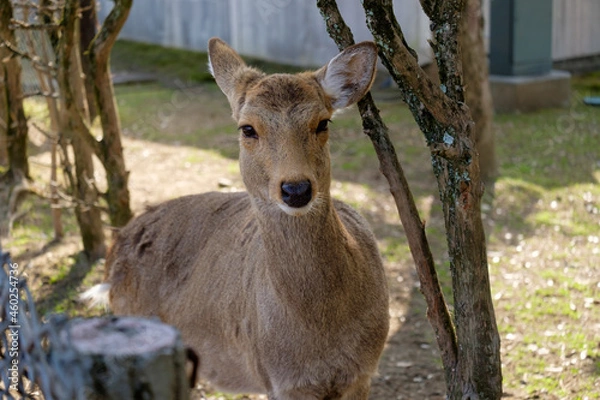 Fototapeta 奈良の鹿