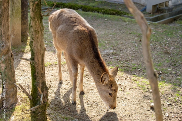 Obraz 奈良の鹿