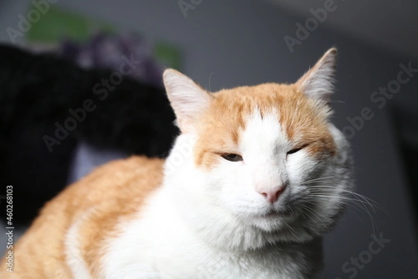 Obraz Ginger cat looking at the camera in studio with Gray background