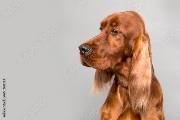 Fototapeta Red Irish Setter