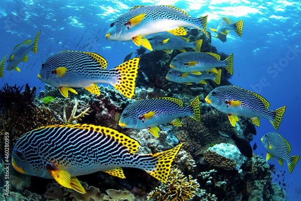 Obraz black strips and dots yellowfin Fish swimming around coral reef, photo taken underwater at the Great Barrier Reef, Cairns, Queensland Australia