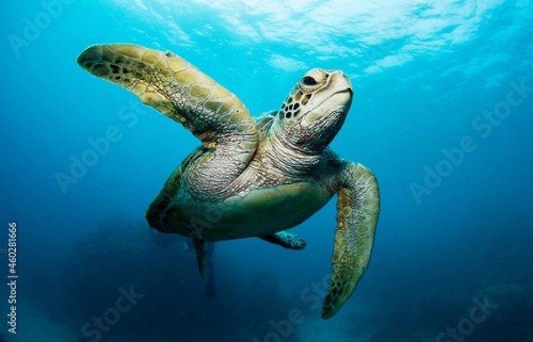 Obraz Swimming sea turtle in the ocean, photo taken under water at the Great Barrier Reef, Cairns, Queensland Australia