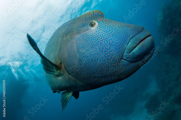 Obraz A large blue Hump-Headed Maori Wrasse fish with gold or yellowish strip pattern swimming in the ocean looking and waving to the camera at the Great Barrier Reef, Cairns, Queensland Australia