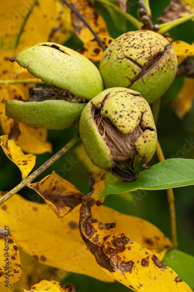 Fototapeta Walnuts growing on a tree